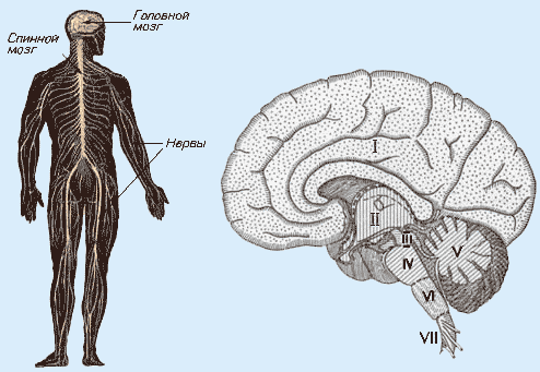 Анатомия нервной системы